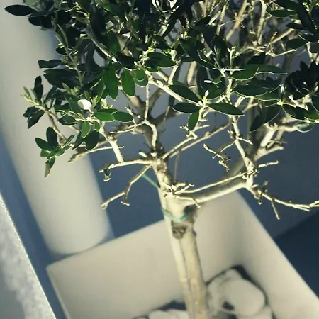 Akron Cliff Villa Fira (Santorini)